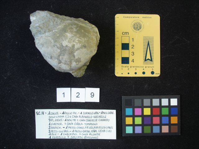 fossile (crostaceo, esemplare)