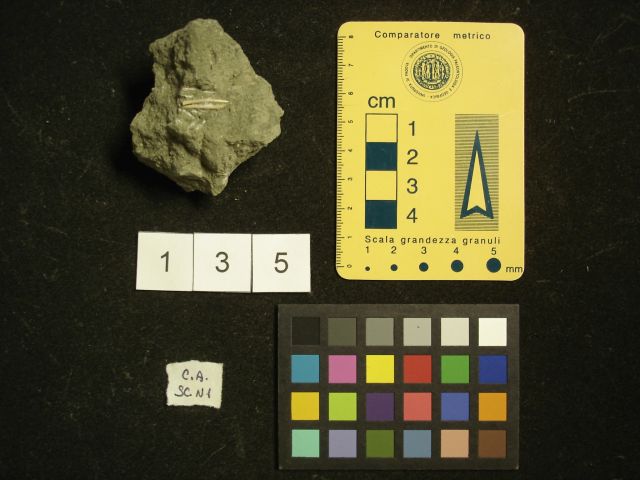 fossile (crostaceo, esemplare)