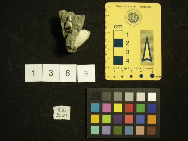 fossile (crostaceo, esemplare)