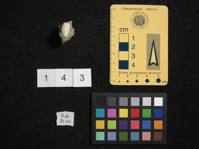 fossile (crostaceo, esemplare)