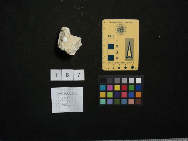 fossile (crostaceo, esemplare)