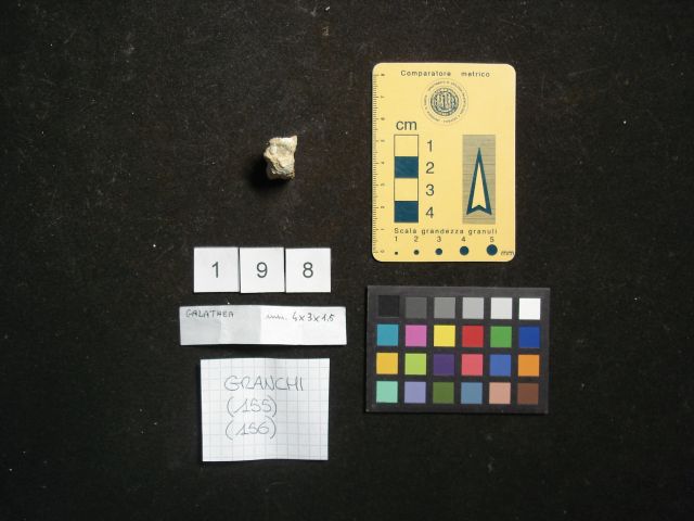 fossile (crostaceo, esemplare)