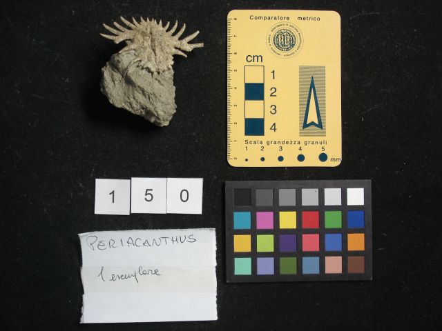 fossile (crostaceo, esemplare)