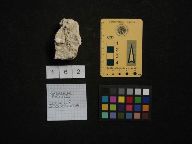 fossile (crostaceo, esemplare)