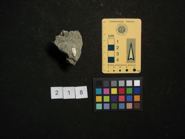 fossile (crostaceo, esemplare)