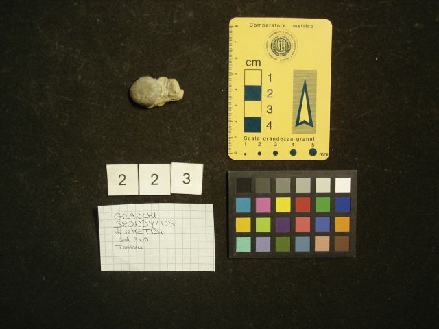 fossile (crostaceo, esemplare)