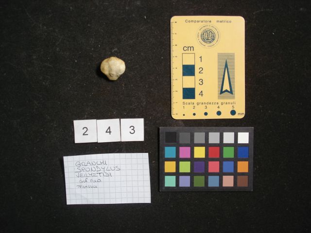 fossile (crostaceo, esemplare)