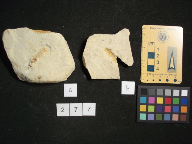 fossile (crostaceo, esemplare)