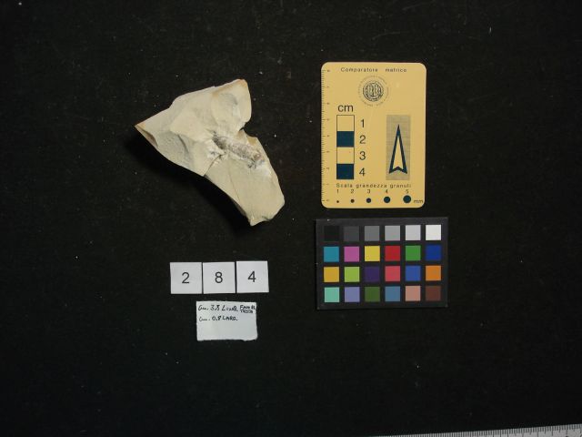 fossile (crostaceo, esemplare)