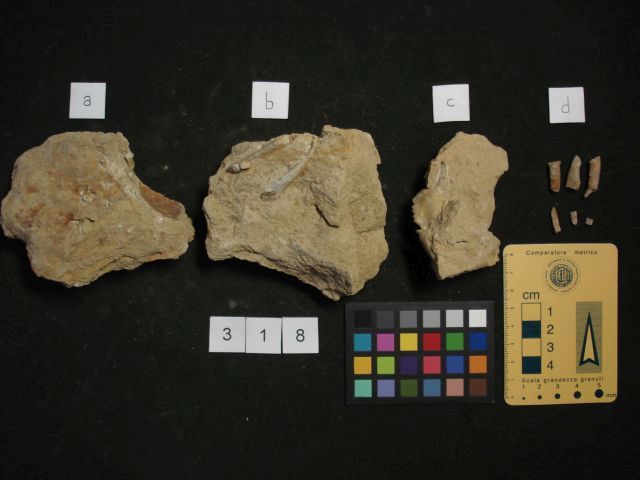 fossile (crostaceo, esemplare)