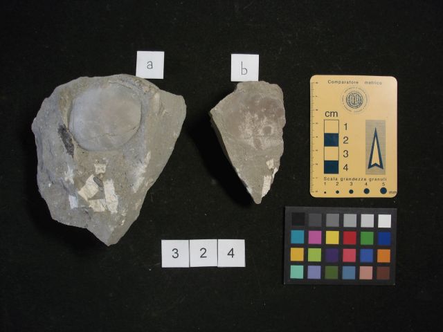 fossile (crostaceo, esemplare)