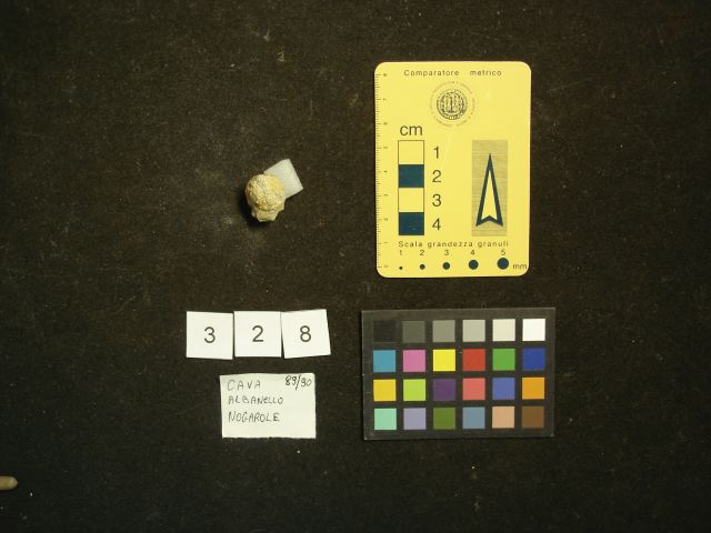 fossile (crostaceo, esemplare)