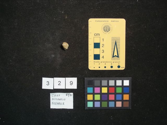 fossile (crostaceo, esemplare)