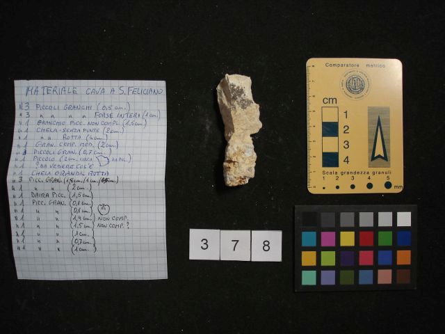 fossile (crostaceo, esemplare)