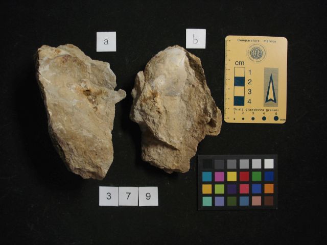 fossile (crostaceo, esemplare)