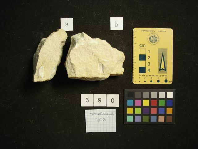 fossile (crostaceo, esemplare)