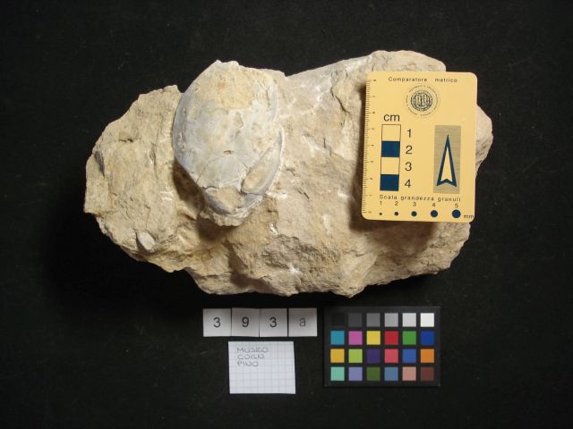 fossile (crostaceo, esemplare)