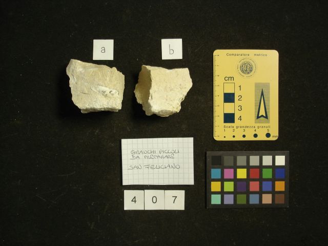 fossile (crostaceo, esemplare)