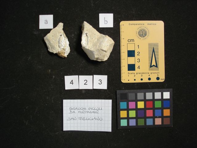 fossile (crostaceo, esemplare)