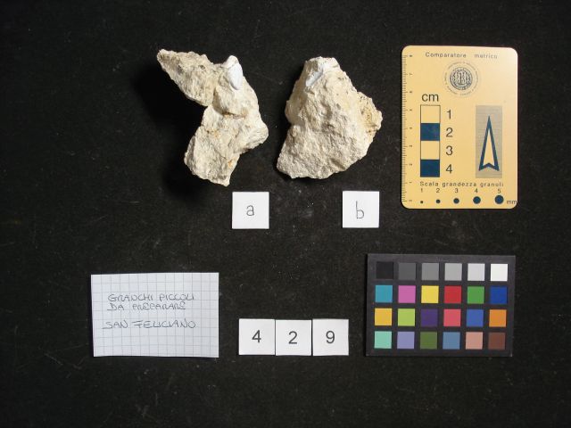 fossile (crostaceo, esemplare)