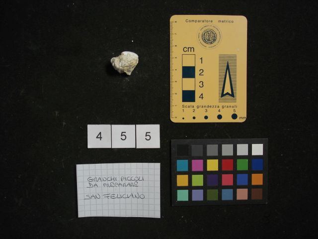 fossile (crostaceo, esemplare)