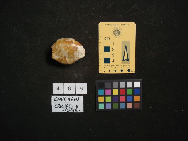 fossile (crostaceo, esemplare)