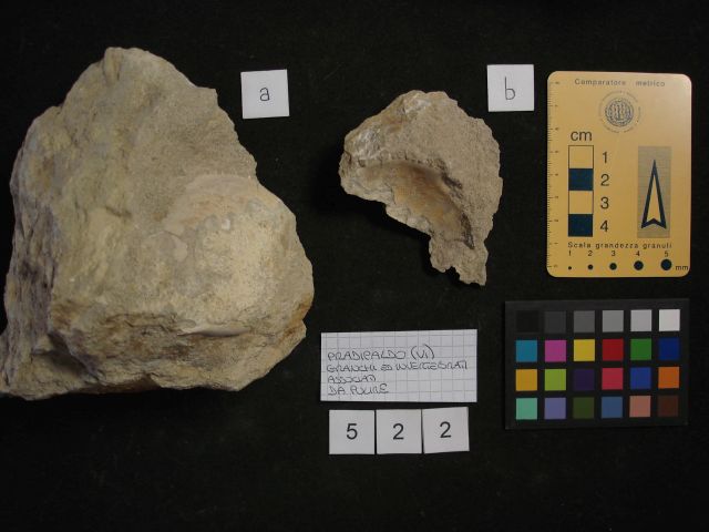 fossile (crostaceo, esemplare)