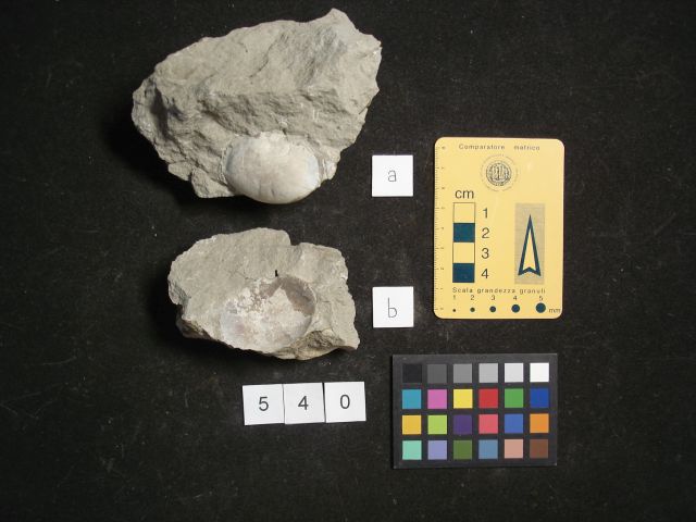 fossile (crostaceo, esemplare)