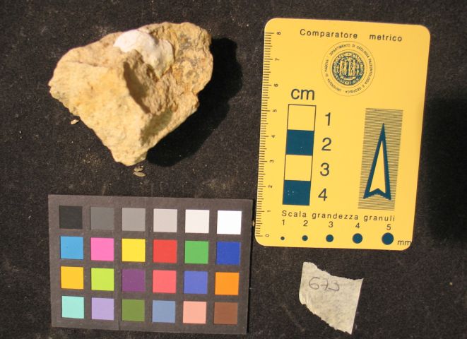 fossile (crostaceo, esemplare)