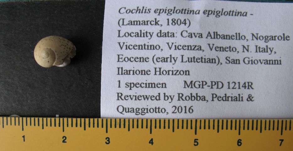 fossile (naticide, esemplare)