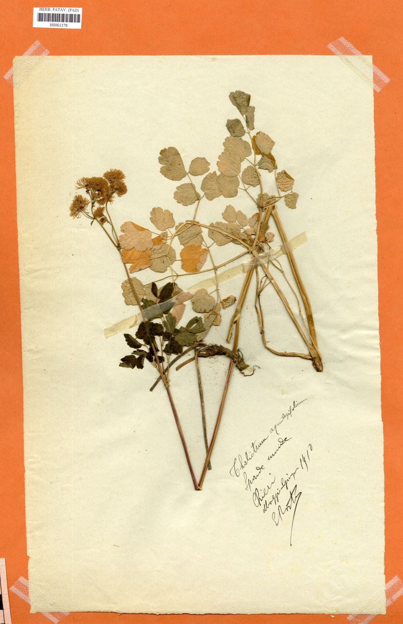 Thalictrum aquilegifolium L - erbario, Erbario Rostan, Erbario Rostan (1910/05 - 1910/06)
