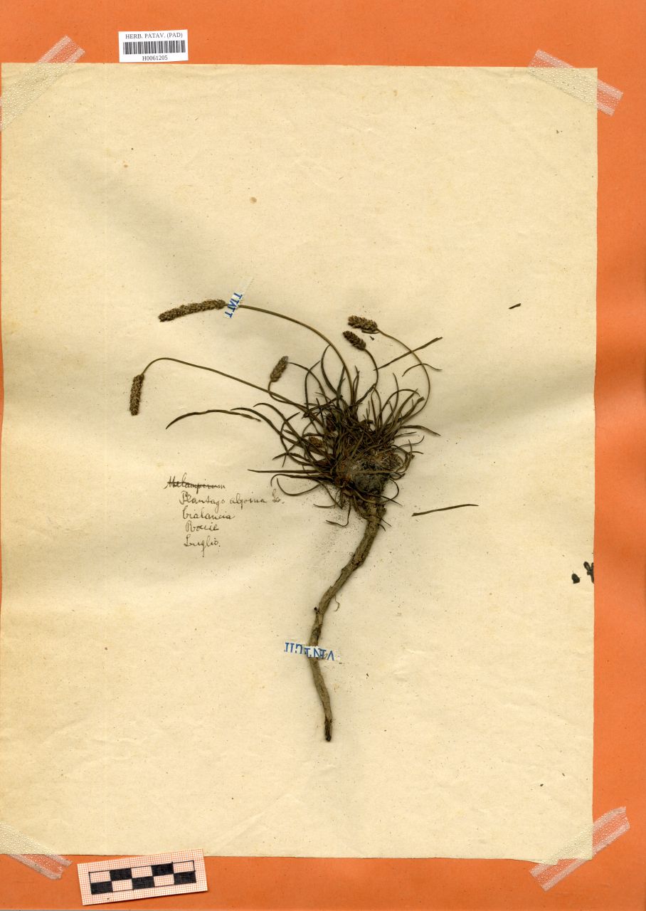 Plantago alpina L - erbario, Erbario Rostan, Erbario Rostan