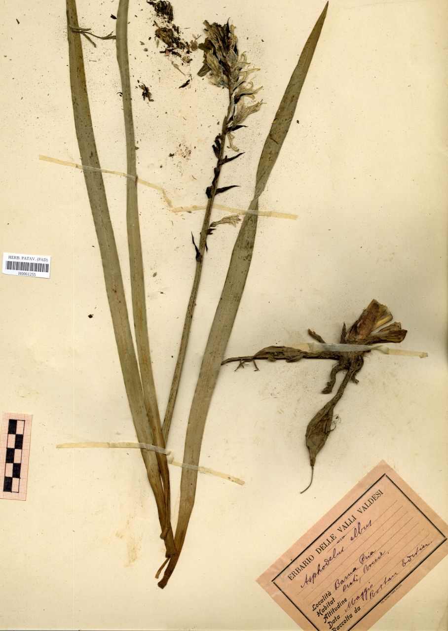 Asphodelus albus Mill - erbario, Erbario Rostan, Erbario Rostan