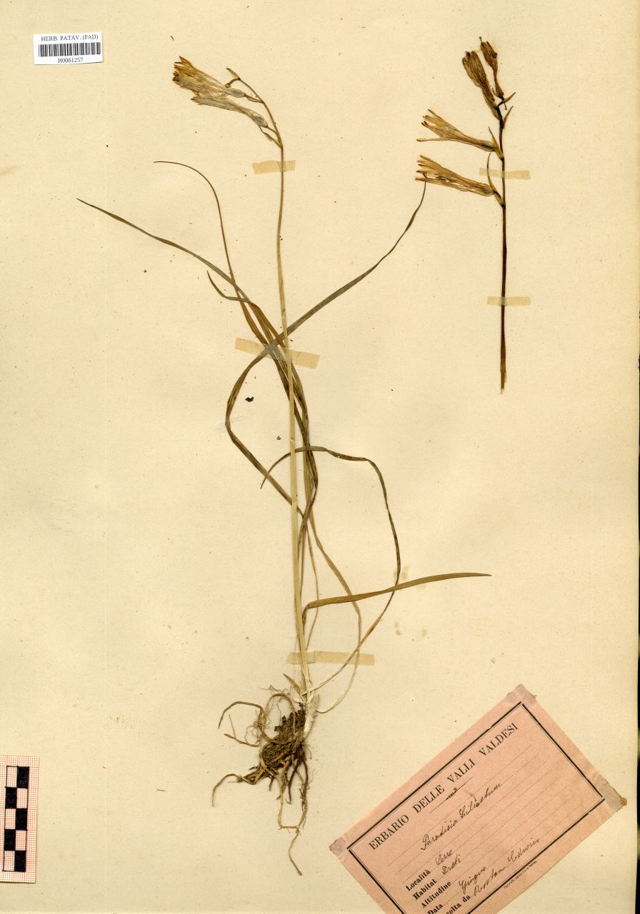 Paradisea liliastrum (L.)Bertol - erbario, Erbario Rostan, Erbario Rostan