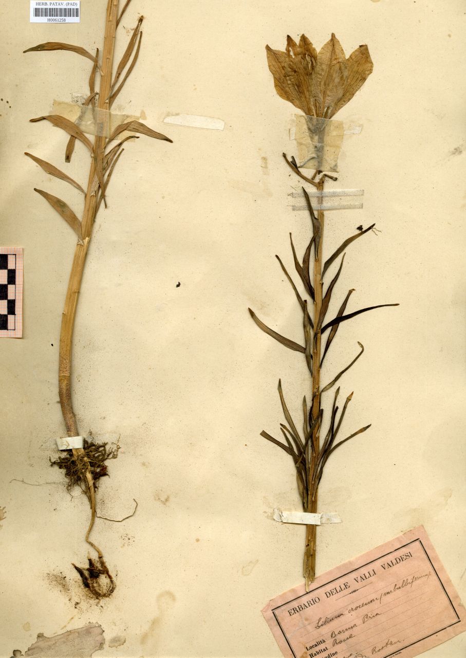 Lilium croceum var.bulbiferum - erbario, Erbario Rostan, Erbario Rostan