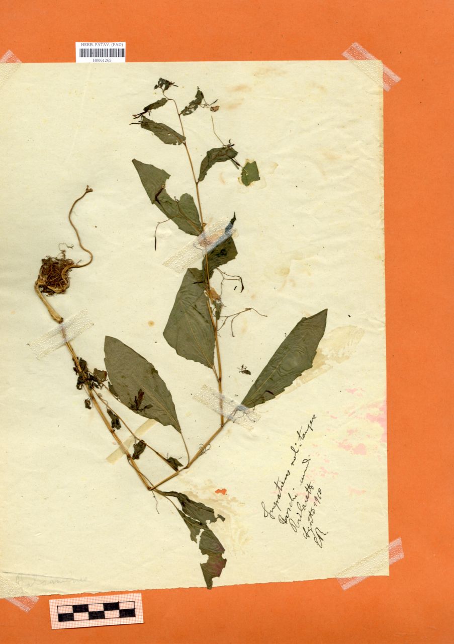 Impatiens noli-tangere L - erbario, Erbario Rostan, Erbario Rostan (1910/08)