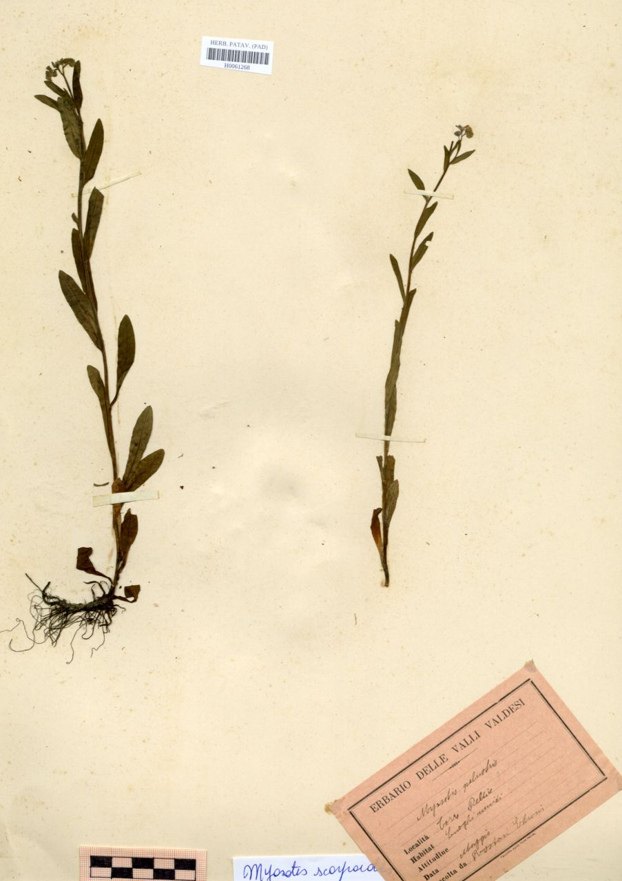 Myosotis palustris (L.)Nathh - erbario, Erbario Rostan, Erbario Rostan