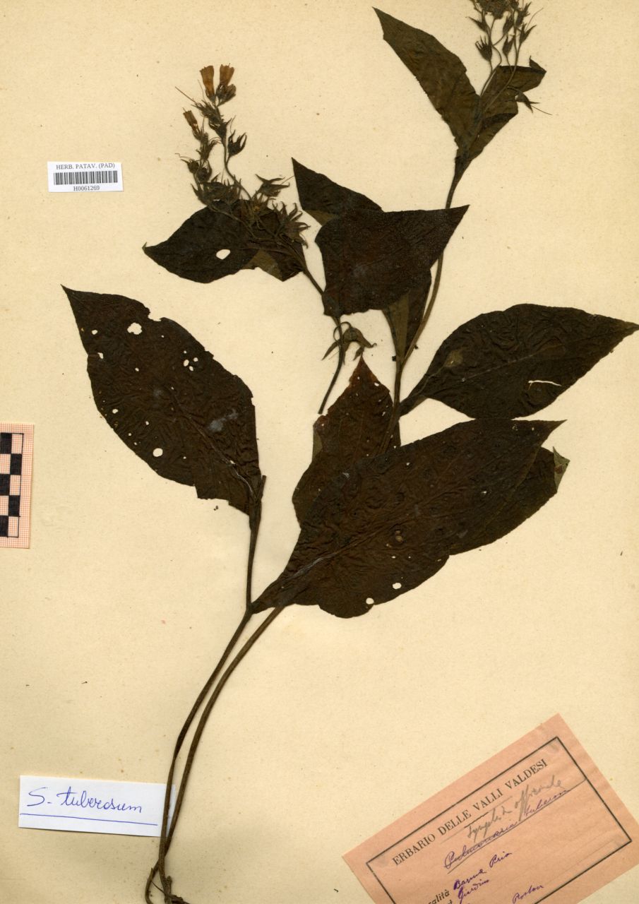 Symphytum officinale L - erbario, Erbario Rostan, Erbario Rostan