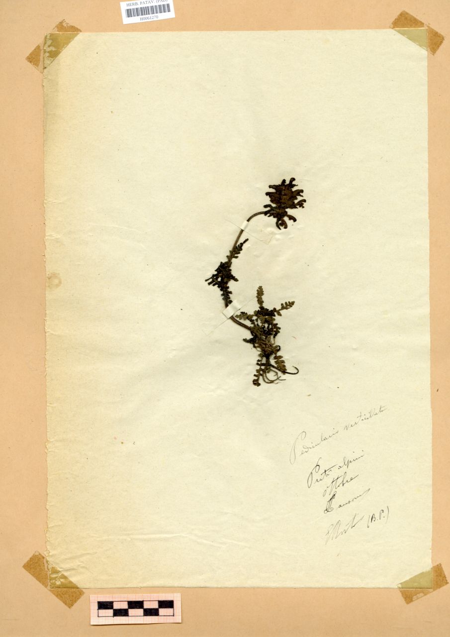 Pedicularis verticillata L - erbario, Erbario Rostan, Erbario Rostan