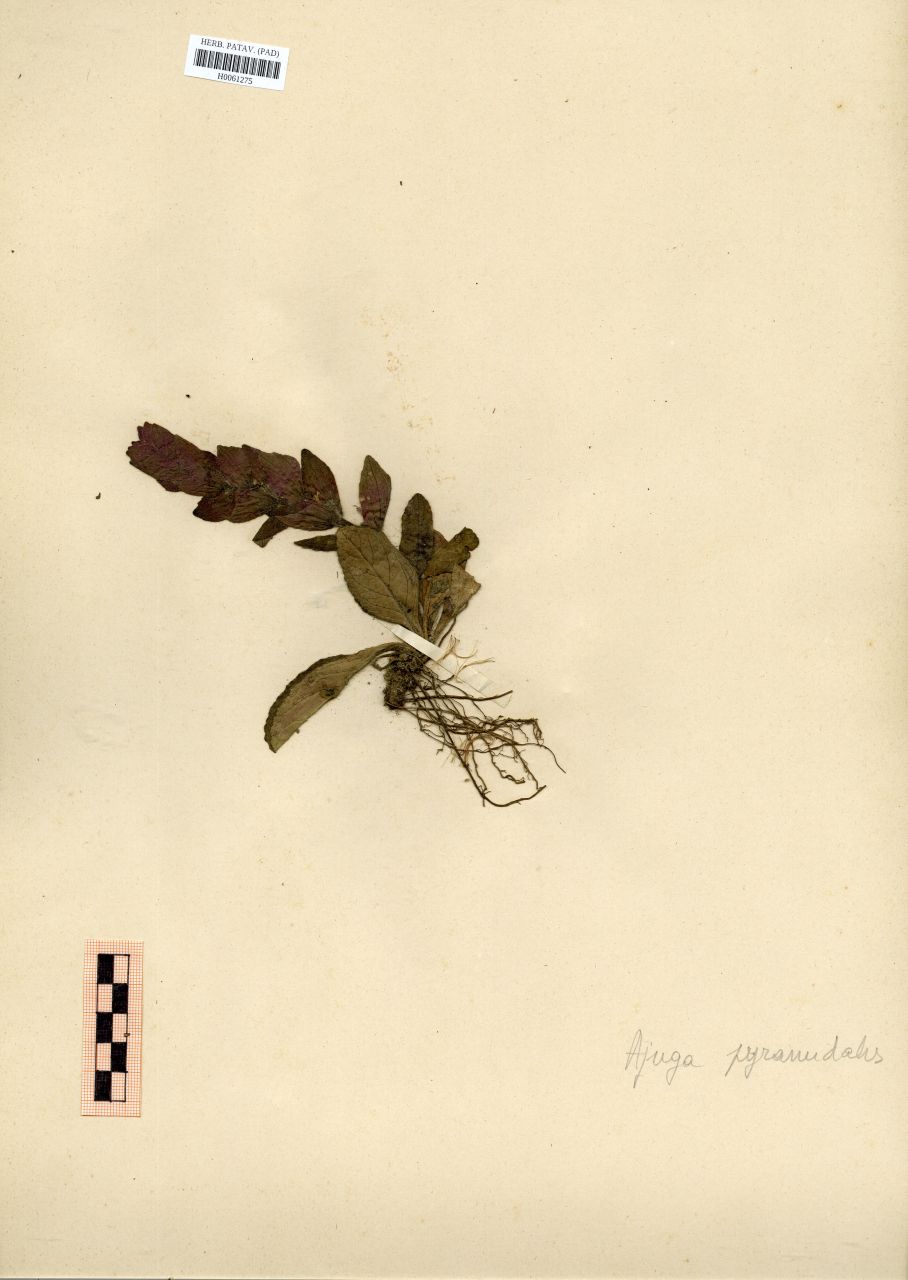 Ajuga pyramidalis L - erbario, Erbario Rostan, Erbario Rostan