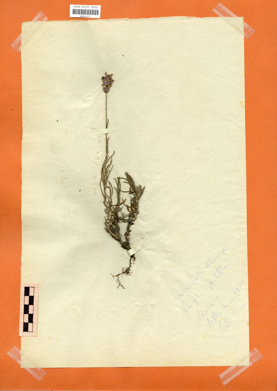 Lavandula officinalis Chaix - erbario, Erbario Rostan, Erbario Rostan (1910/09)