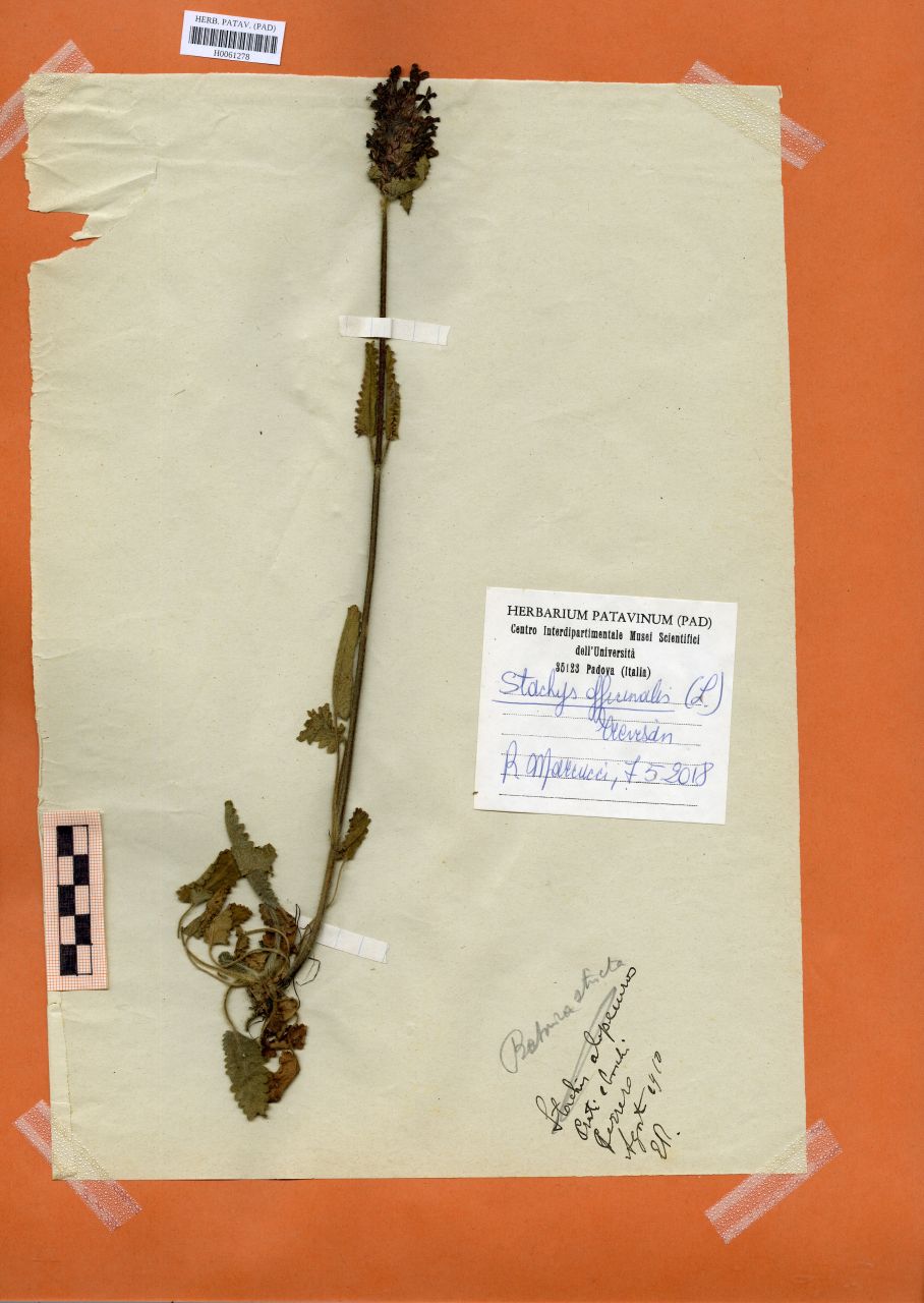 Betonica stricta Aiton - erbario, Erbario Rostan, Erbario Rostan (1910/08)