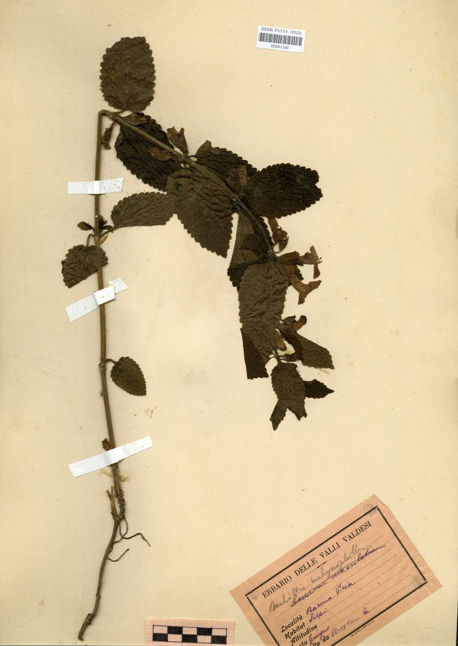 Melittis melissophyllum L - erbario, Erbario Rostan, Erbario Rostan