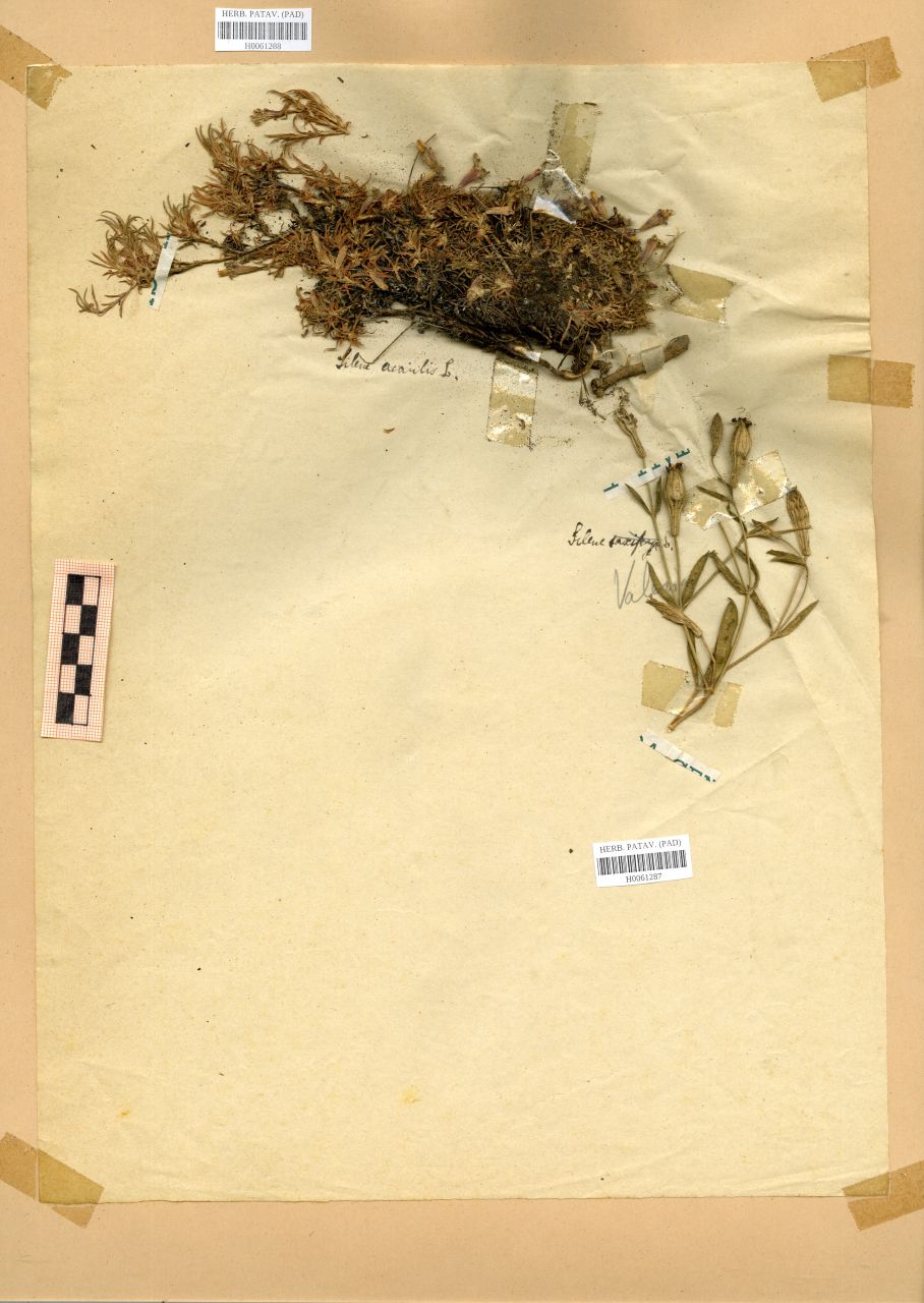 Silene acaulis (L.)Jacq - erbario, Erbario Rostan, Erbario Rostan