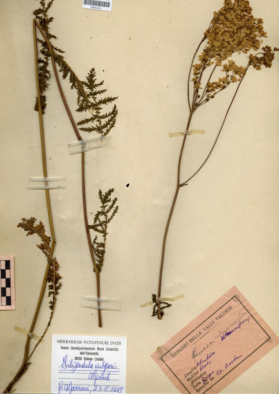 Spiraea ulmaria L - erbario, Erbario Rostan, Erbario Rostan