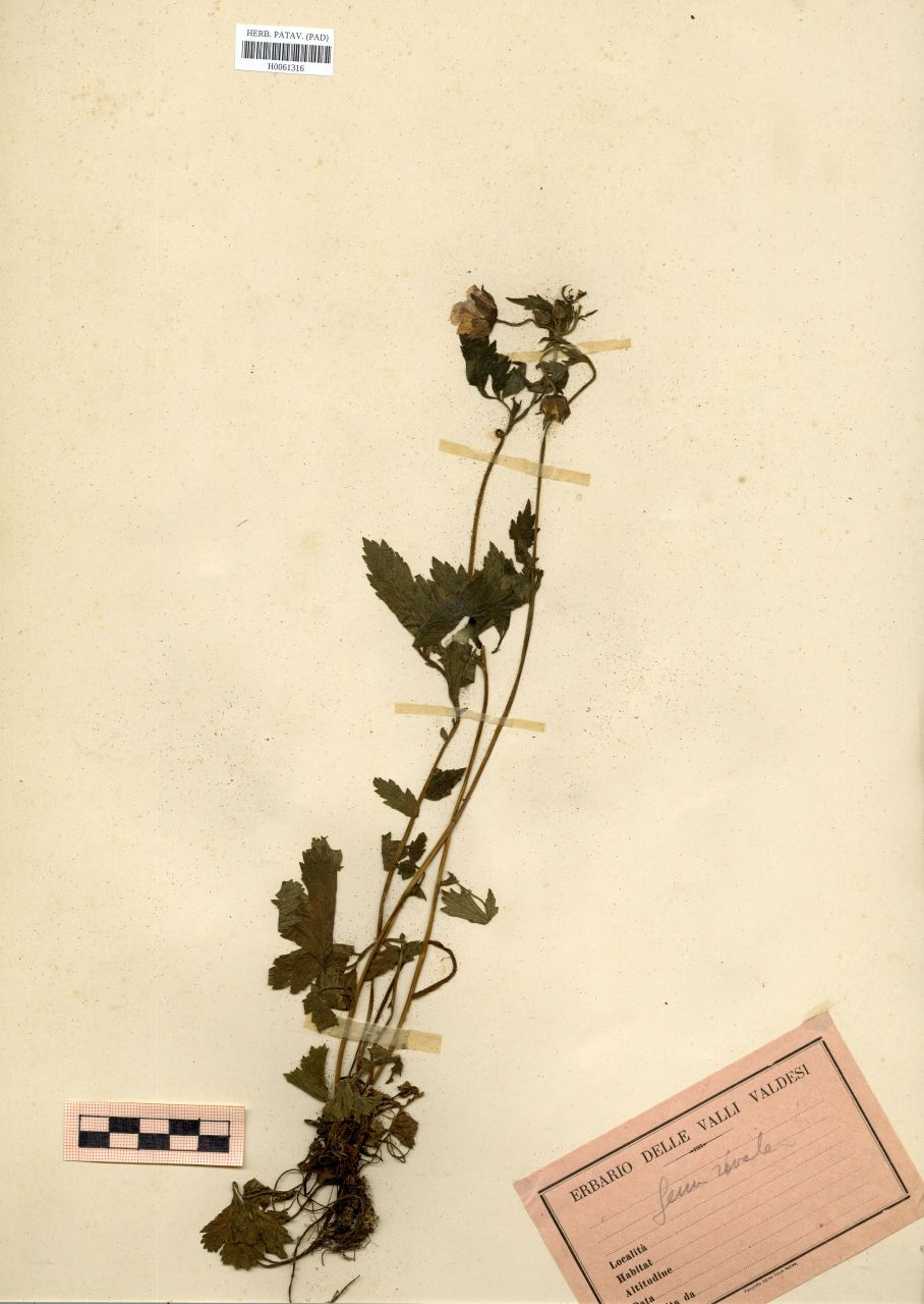 Geum rivale L - erbario, Erbario Rostan, Erbario Rostan