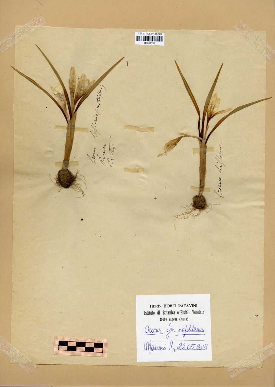 Crocus biflorus Mill - erbario, Erbario Rostan, Erbario Rostan