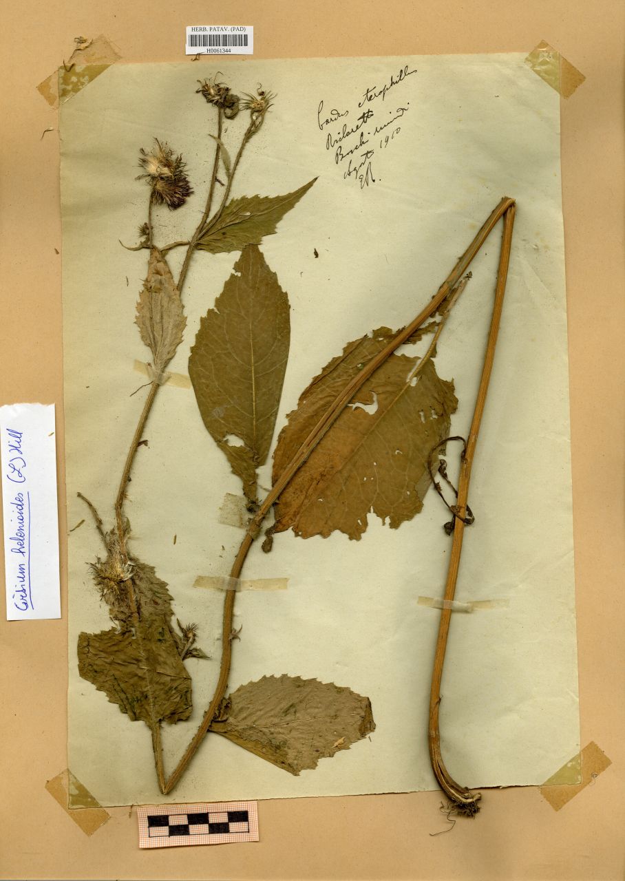 Carduus heterophyllum L - erbario, Erbario Rostan, Erbario Rostan (1910/08)