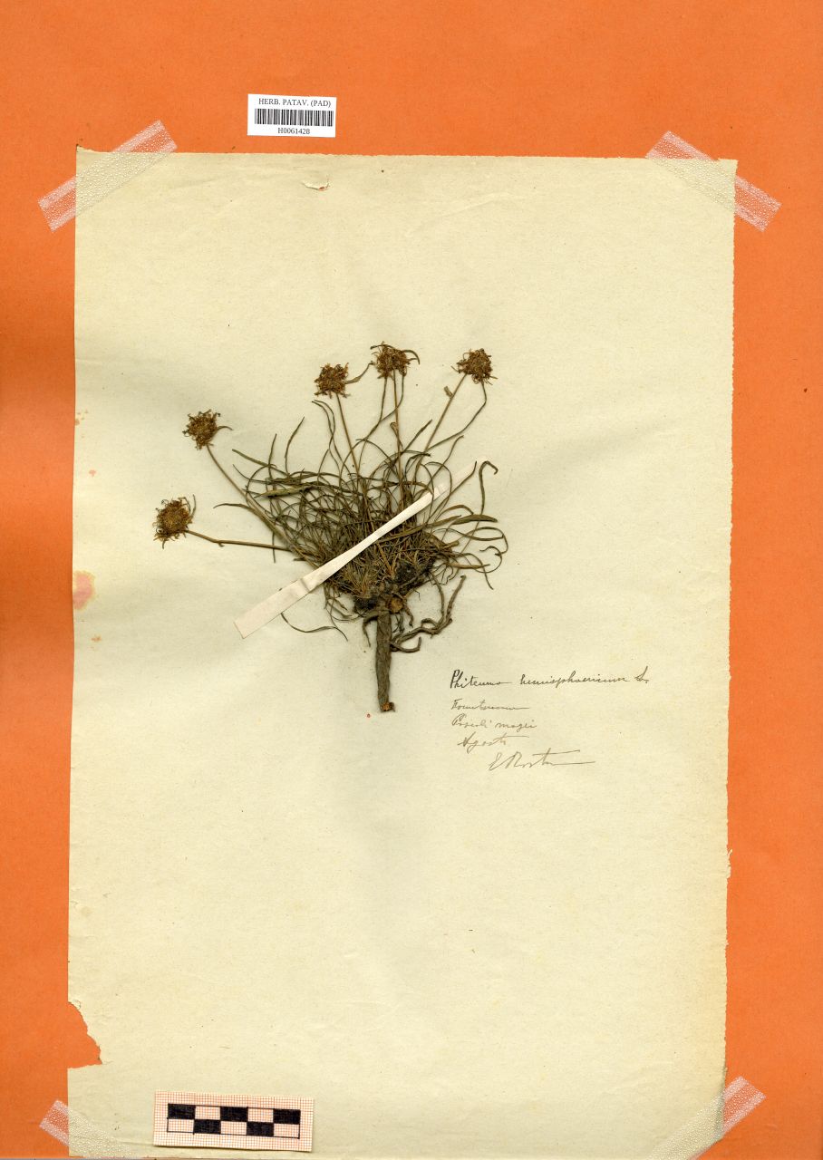 Phyteuma hemisphaericum L - erbario, Erbario Rostan, Erbario Rostan