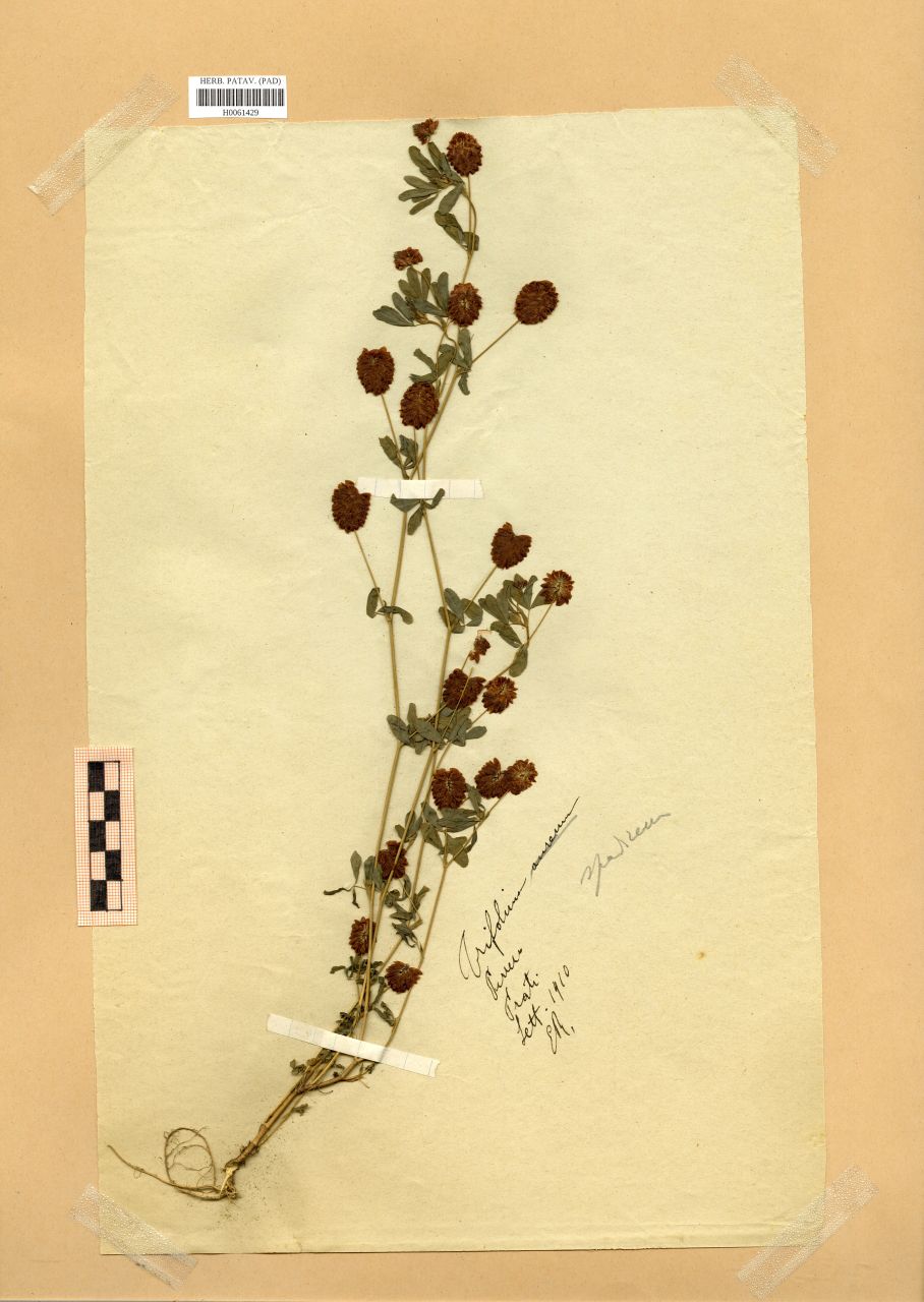 Trifolium spadiceum L - erbario, Erbario Rostan, Erbario Rostan (1910/09)